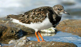 Ruddy Turnstone