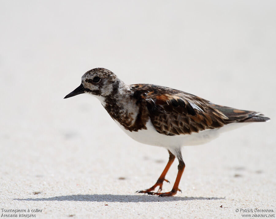 Ruddy Turnstoneadult post breeding, identification