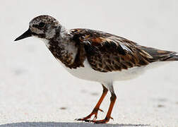 Ruddy Turnstone