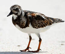 Ruddy Turnstone