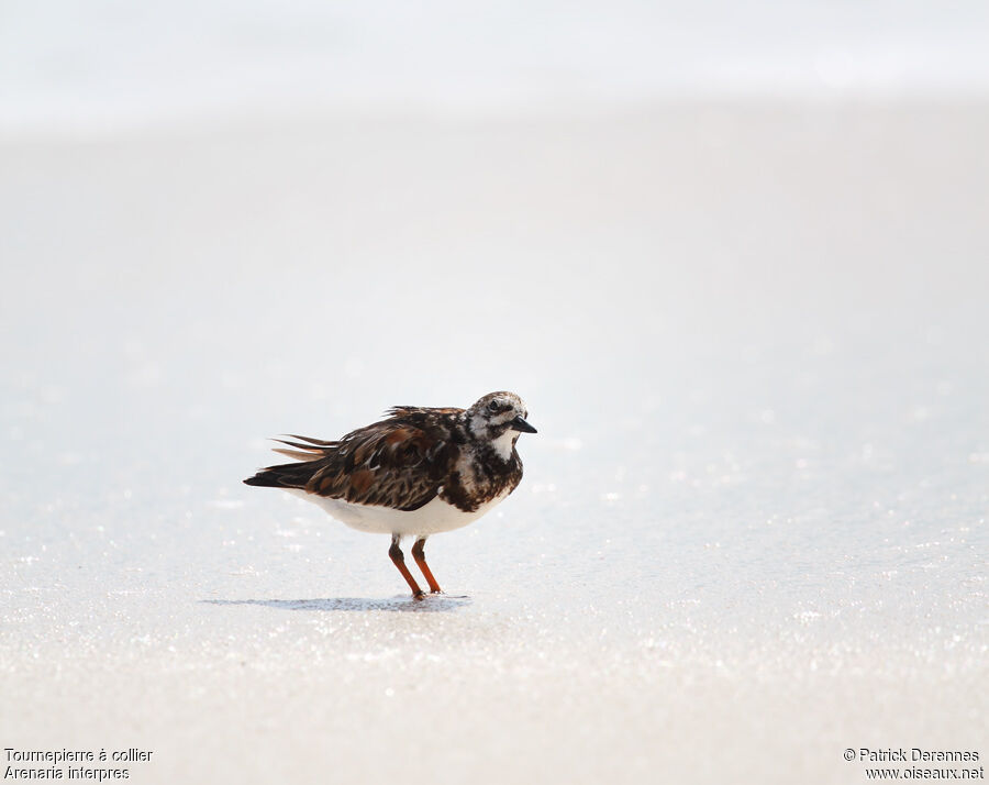 Ruddy Turnstoneadult post breeding, identification