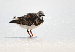 Ruddy Turnstone