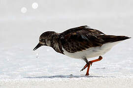 Ruddy Turnstone