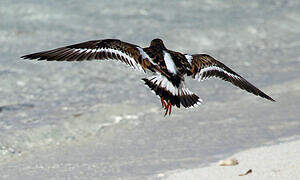 Ruddy Turnstone