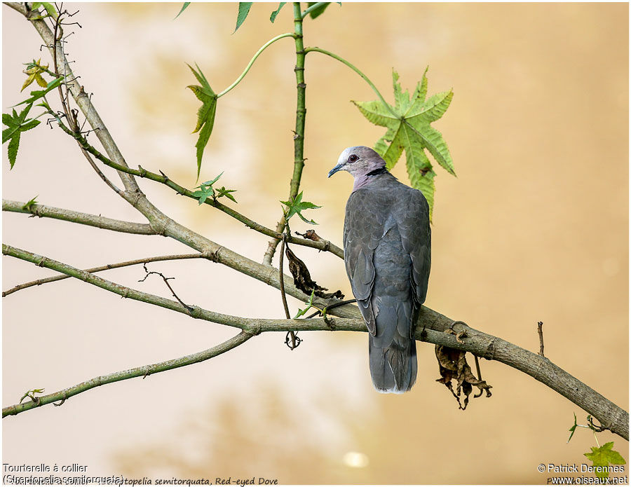 Red-eyed Doveadult, identification