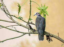 Red-eyed Dove