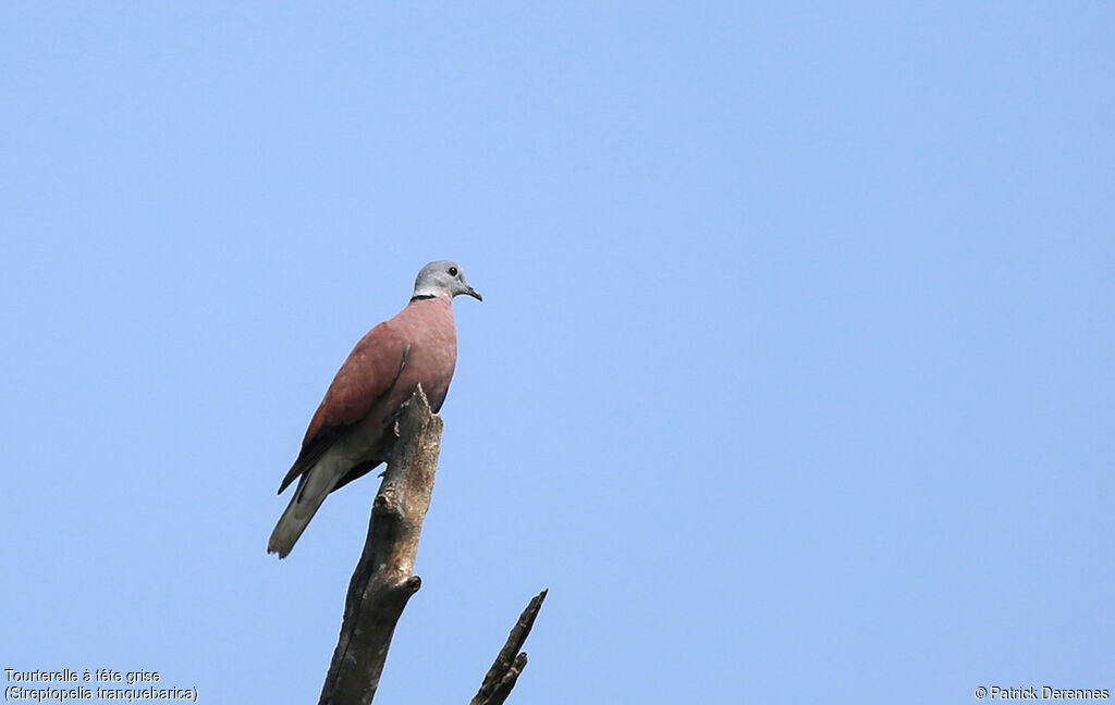 Red Turtle Dove