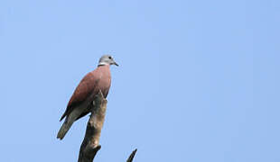 Red Turtle Dove