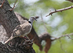 White-winged Collared Dove