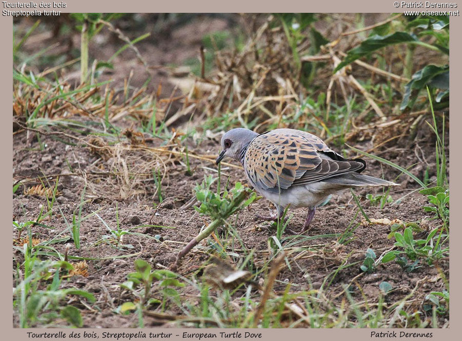 Tourterelle des bois, identification