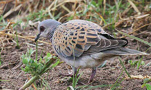 European Turtle Dove