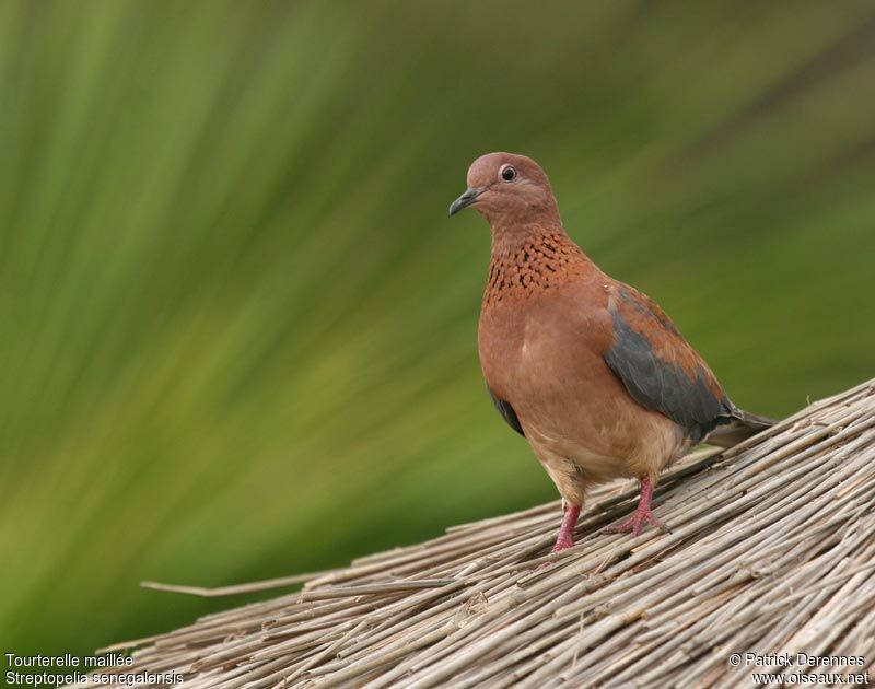 Laughing Dove