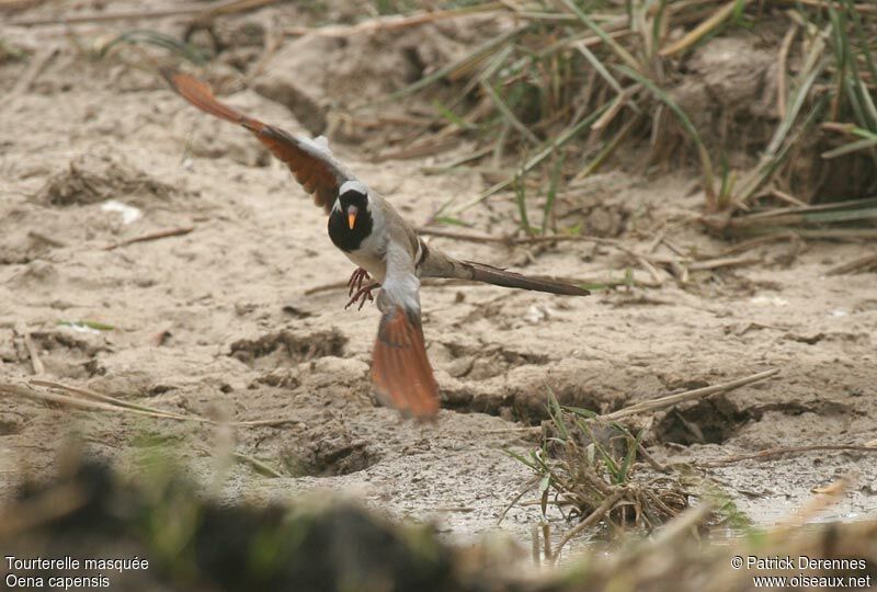 Namaqua Dove