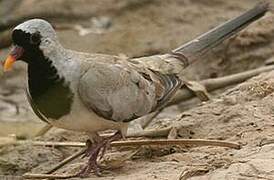 Namaqua Dove