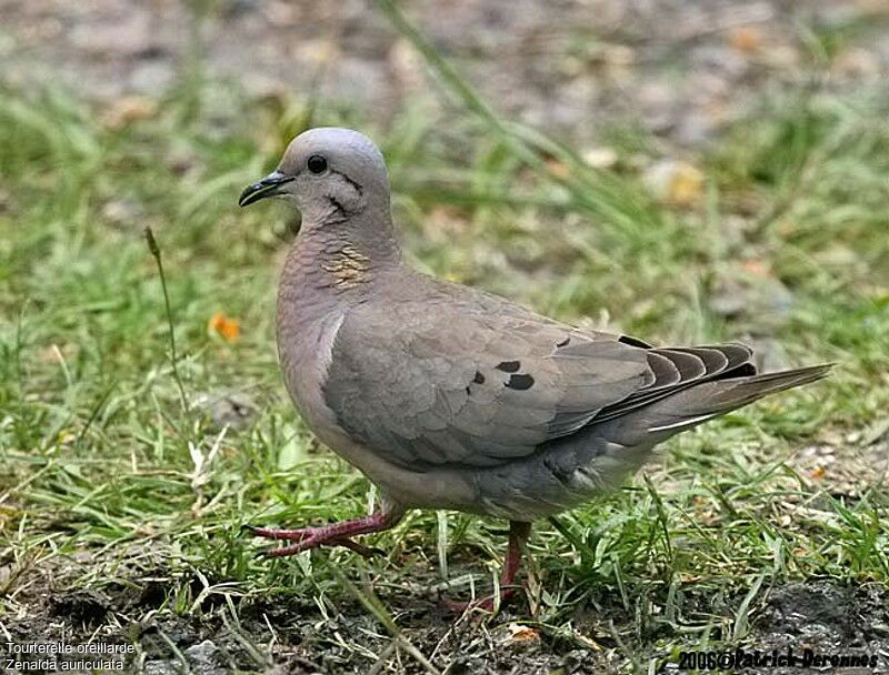 Eared Dove