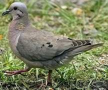 Eared Dove