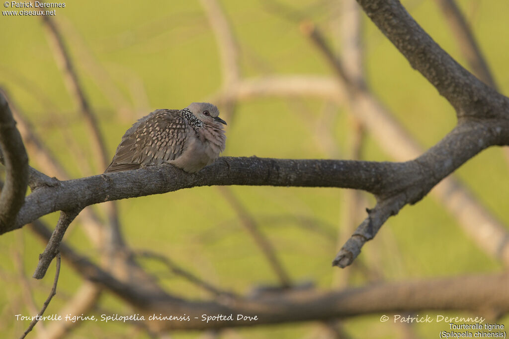 Spotted Dove, identification, habitat