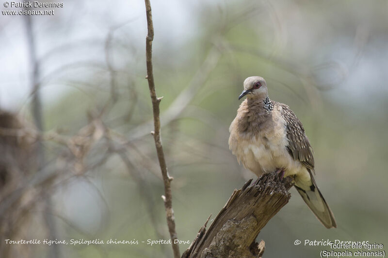 Spotted Dove, identification, habitat