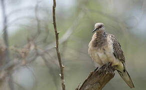 Spotted Dove