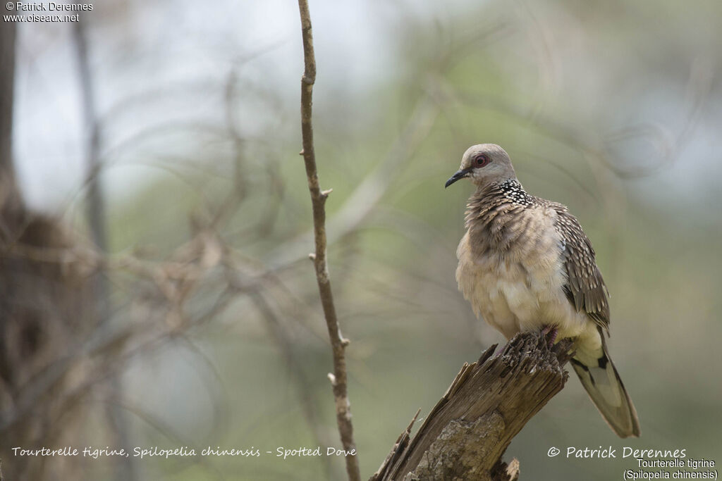 Spotted Dove, identification, habitat