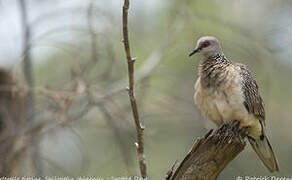 Spotted Dove