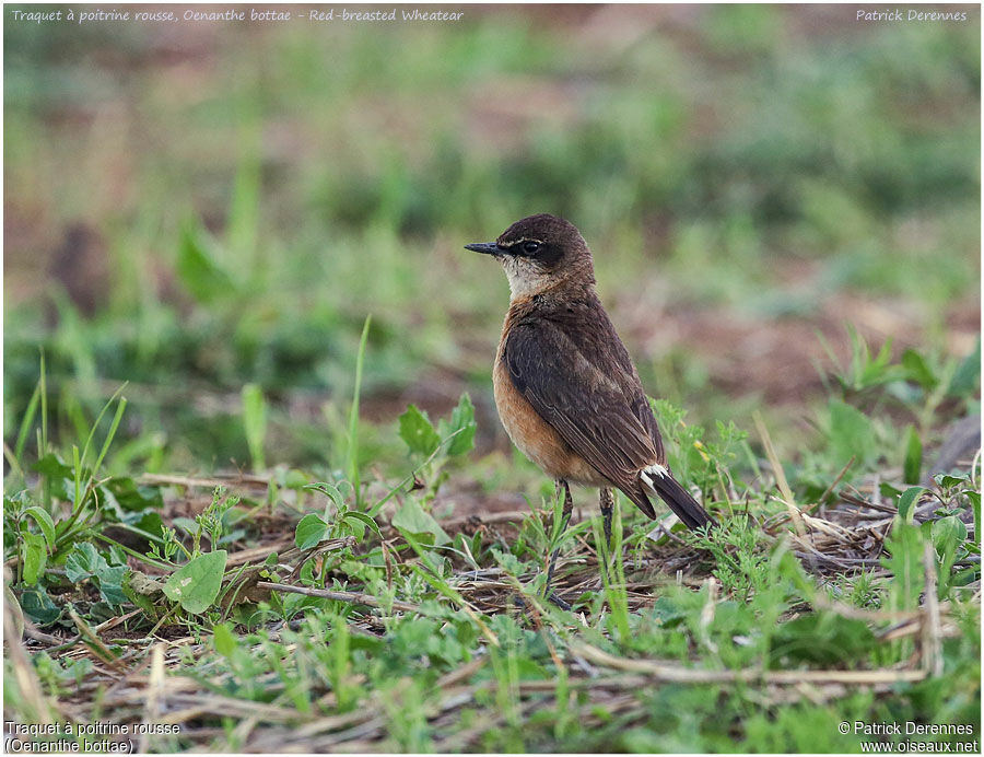 Red-breasted Wheatearadult, identification