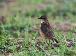 Red-breasted Wheatear