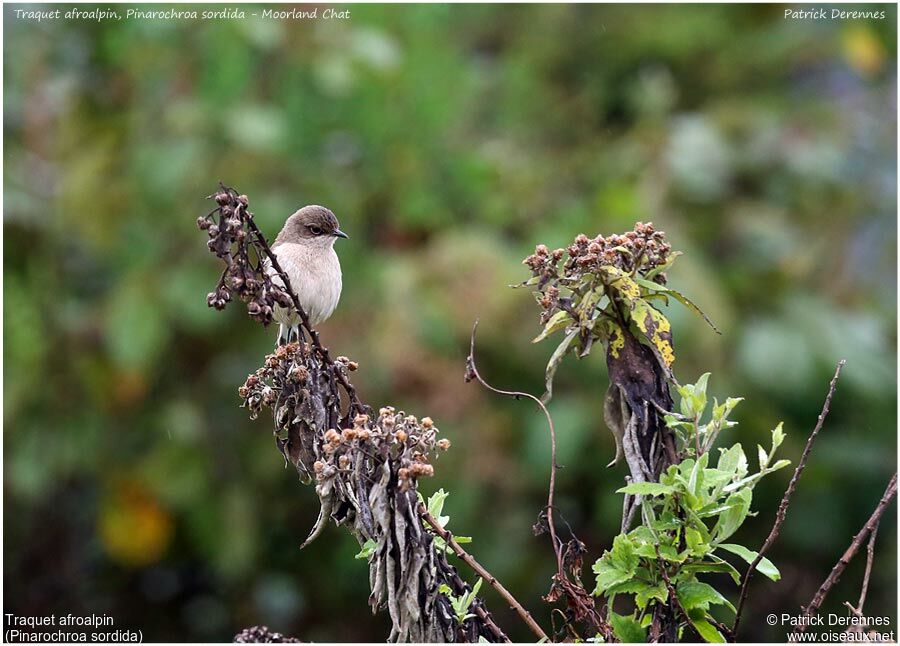 Moorland Chatadult, identification