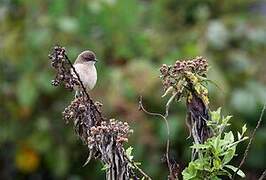 Moorland Chat