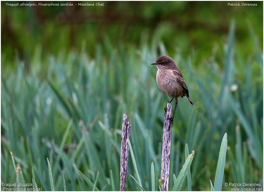 Moorland Chat, identification