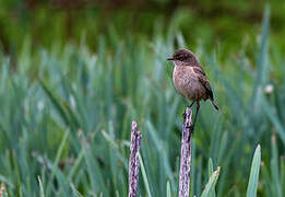 Moorland Chat