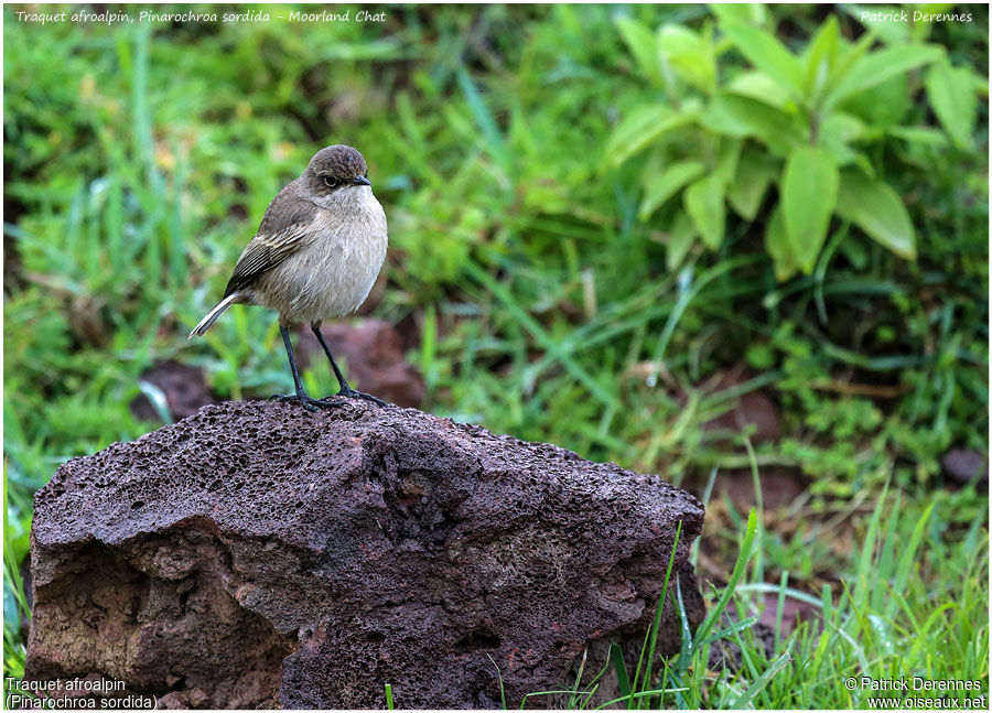 Moorland Chatadult, identification