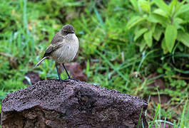 Moorland Chat