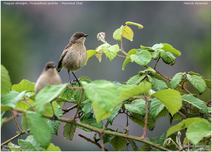 Traquet afroalpin adulte, identification