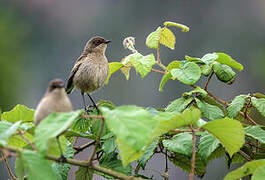 Moorland Chat