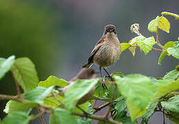 Moorland Chat