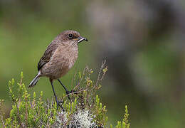 Moorland Chat