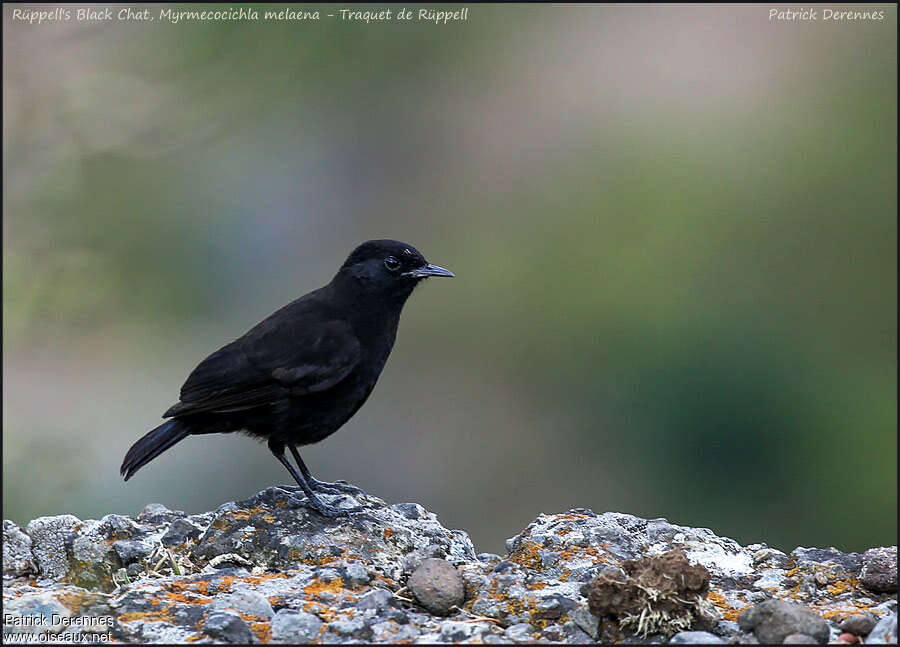 Rüppell's Black Chatadult