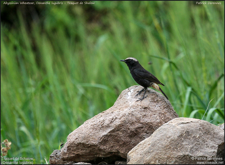 Abyssinian Wheatearadult, identification