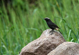 Abyssinian Wheatear