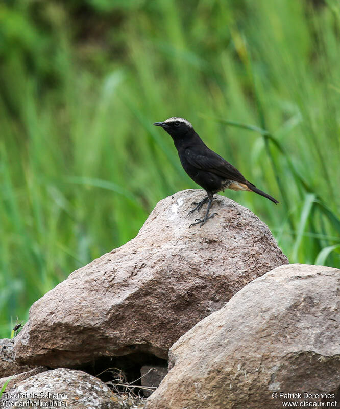 Traquet de Schalowadulte, identification