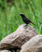 Abyssinian Wheatear