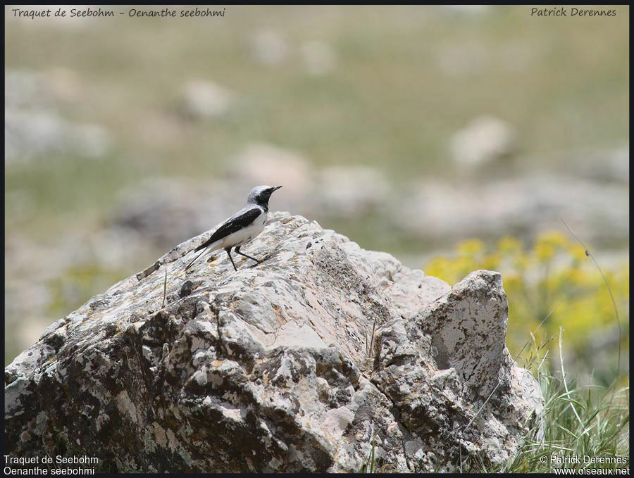 Atlas Wheatear male adult, identification