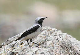 Atlas Wheatear