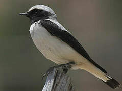 Atlas Wheatear