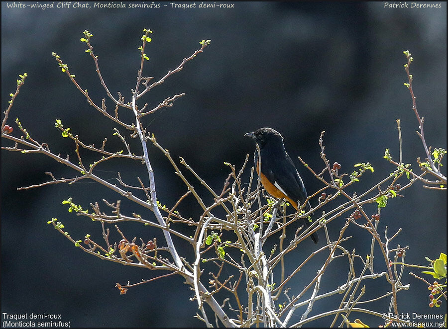 White-winged Cliff Chatadult, identification