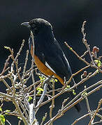 White-winged Cliff Chat