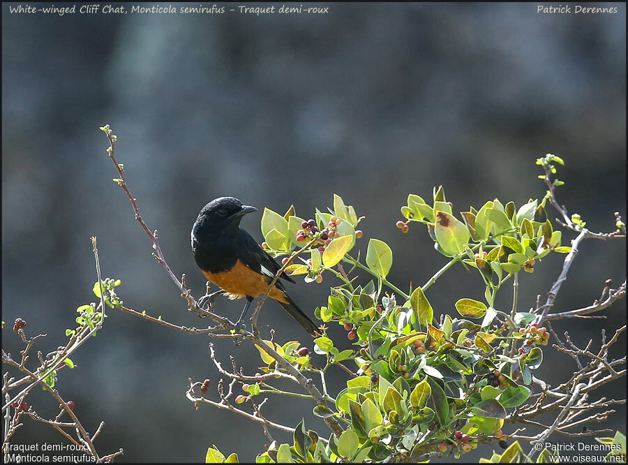 White-winged Cliff Chatadult, identification