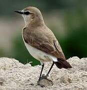 Isabelline Wheatear