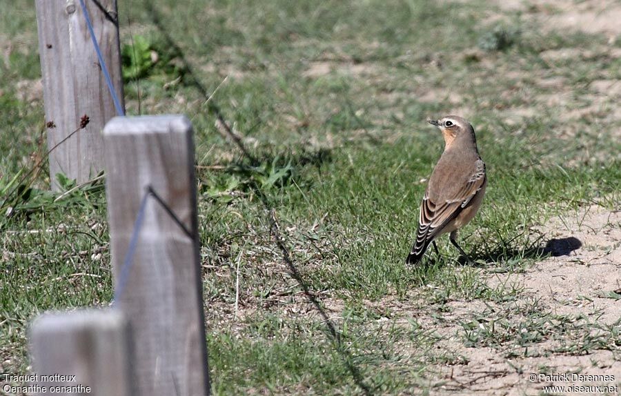 Traquet motteux, identification